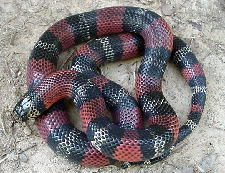 L.t.micropholis yearling female